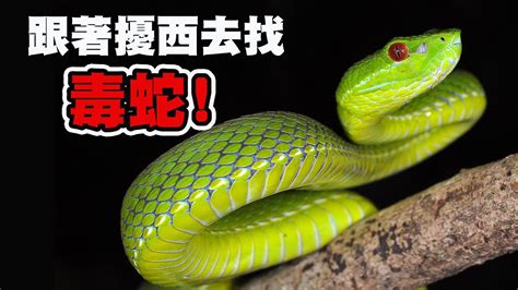 中國銀行中環 台灣最毒的蛇排名